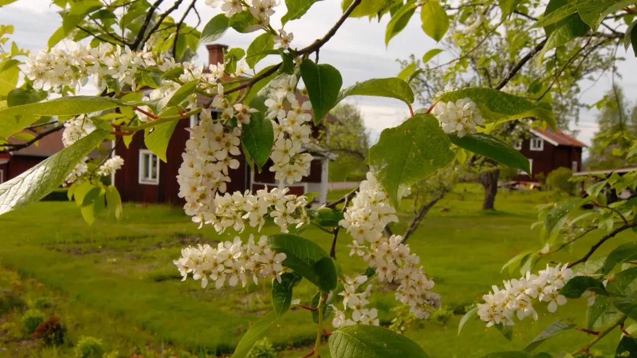 Blommande grenar med vita klasar framför röda hus och gröna fält. Stora buskar i bakgrunden.