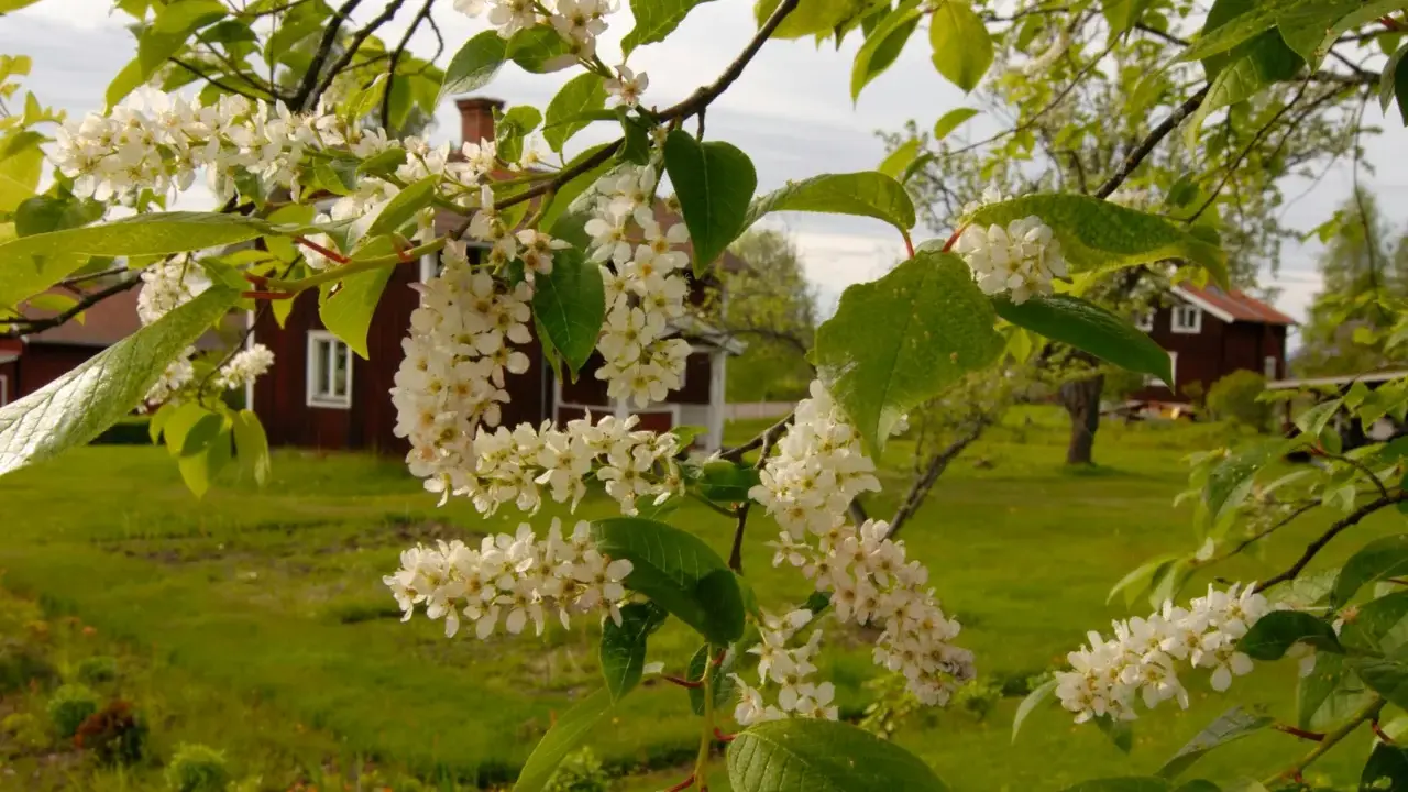 Blommande buskar zon 5 med vita klasar mot röda hus och grönskande äng.