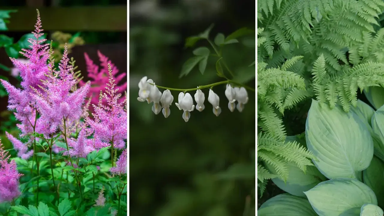 Rosa astilbe, vita löjtnantshjärtan och gröna ormbunkar – vackra blommor som trivs i skugga utomhus.