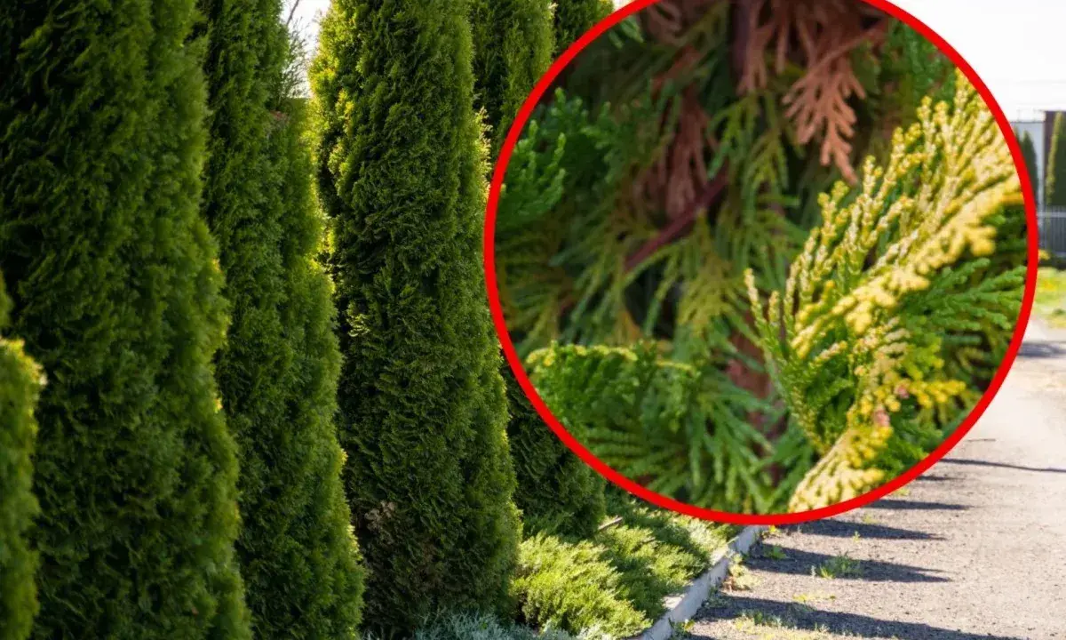 En rad gröna thuja-träd med en närbild som visar en gren med gulnande barr, kanske ett tecken på thuja rotsystemets hälsa.
