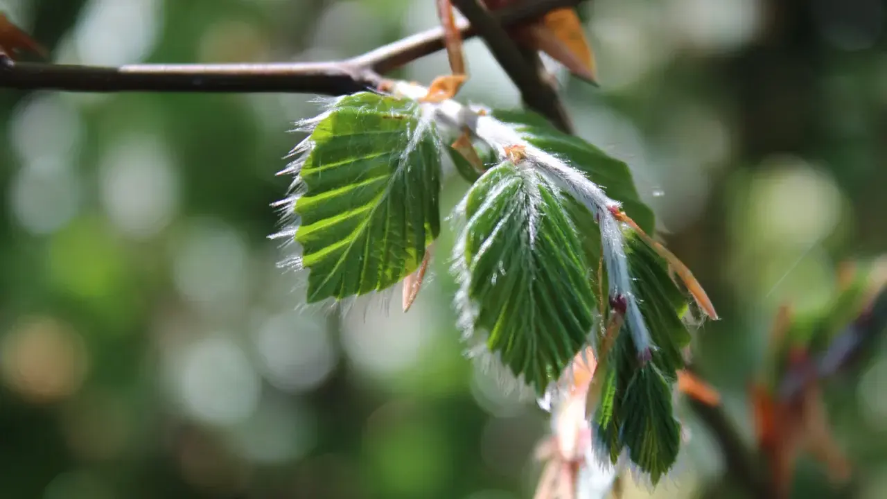 Nya, ludna blad på en gren. Perfekt för buskar som trivs i skugga.