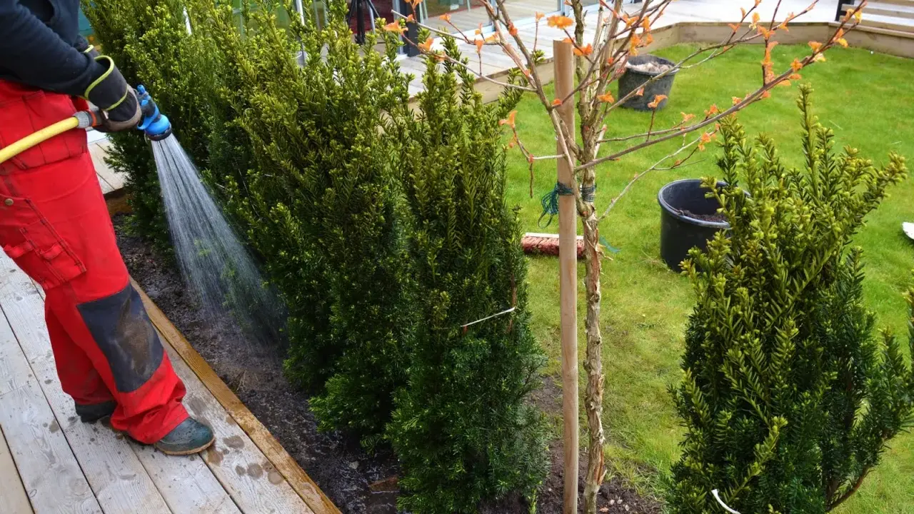 Vattnar nyplanterade idegransbuskar på en trädäckad uteplats.