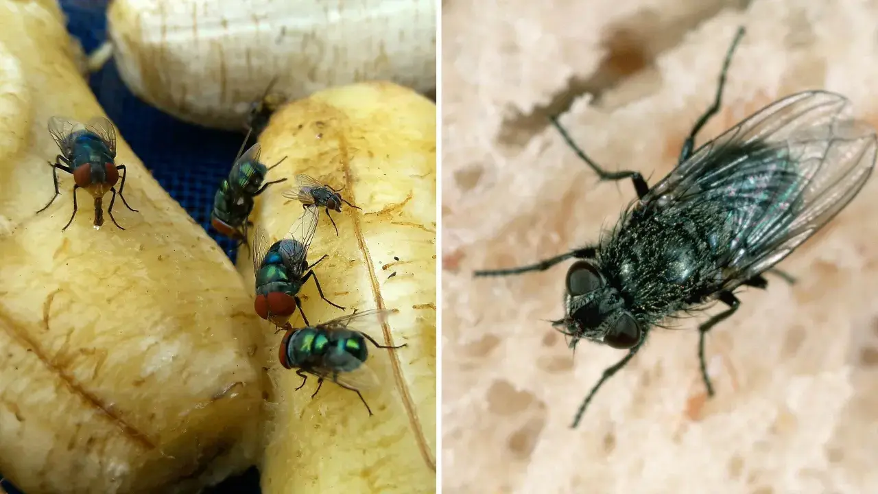Närbild på gröna och blå flugor som sitter på banan och bröd utomhus.