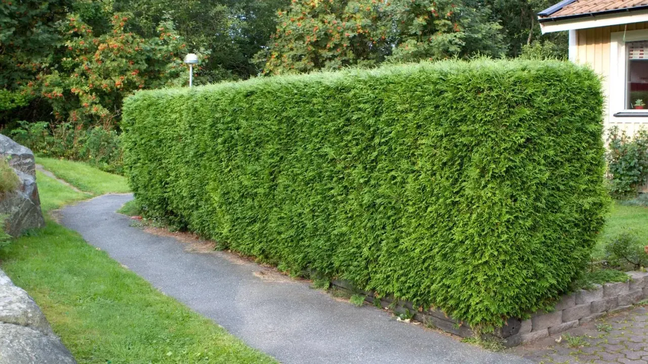 En tät, grön häck av thuja kantas av en gångväg. Frågan om hur många thuja per meter är relevant för att uppnå denna täthet.
