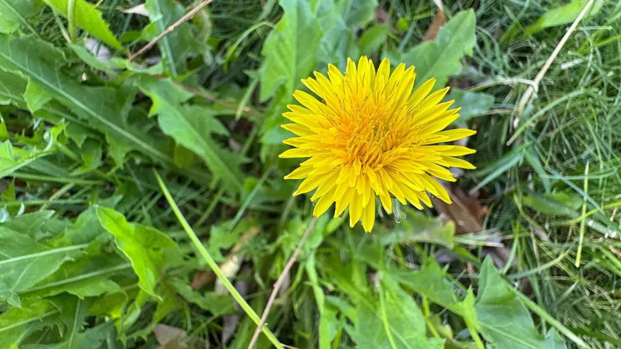En ensam, lysande gul maskros blommar bland gröna blad och gräs. Dags att ta bort maskrosor för att få en finare gräsmatta.