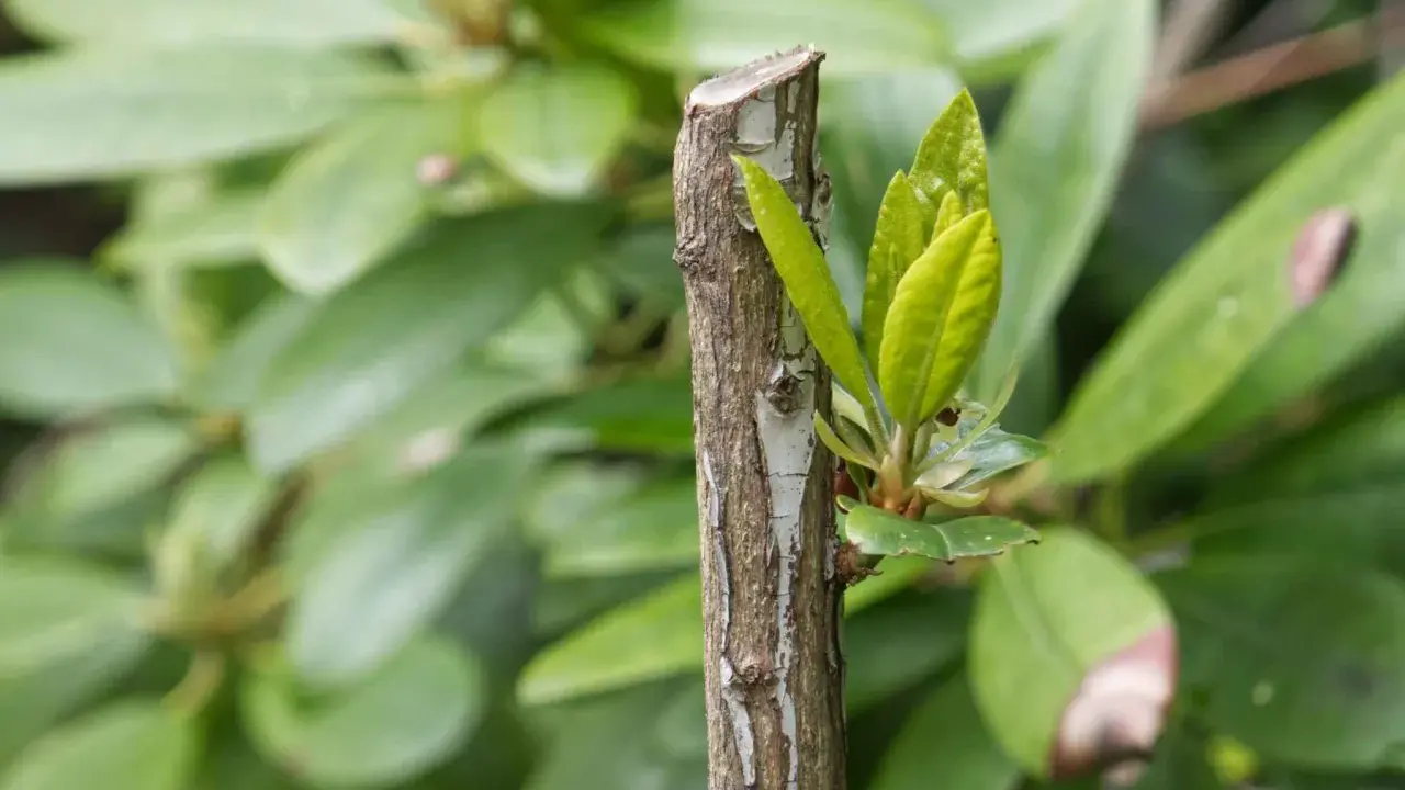 Ny tillväxt spirar från en klippt rhododendron.