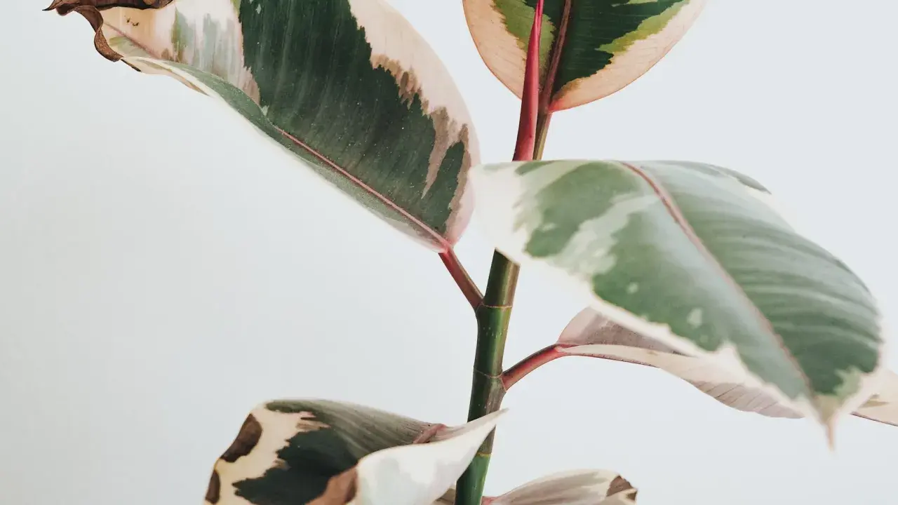En ficus med variegerade blad där bladen blir gula och bruna i kanterna.