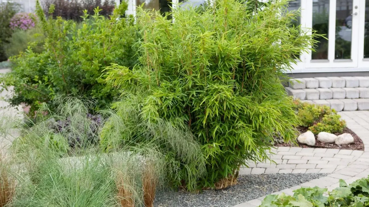 En frodig bambu buske med sina tunna stammar och bladverk. En av nackdelar med bambu är dess snabba tillväxt, vilket kan kräva beskärning.