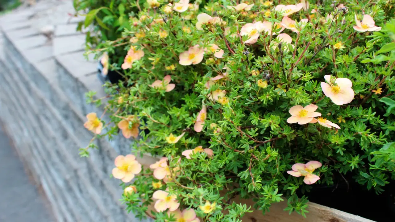 Buske med ljusrosa blommor, perfekta perenner som tål torka och blommar rikligt.