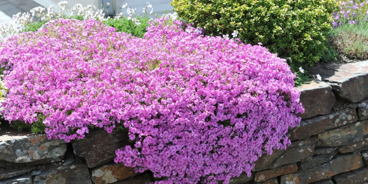 En matta av rosa blommor breder ut sig över en stenmur. Trots den torra marken blomstrar den vackert.