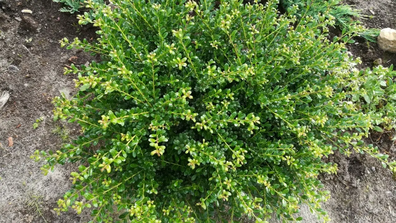 En tät, grön buxbom buske med små ljusgröna blad. Det syns tecken på ohyra på buxbom, med några gulnade blad.