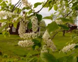 Blommande grenar med vita klasar framför röda hus och gröna fält. Stora buskar i bakgrunden.