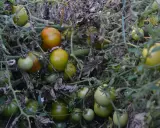 Tomater i olika stadier av mognad hänger tätt på grenarna. Det är svårt att avgöra hur långt avstånd mellan potatis och tomater, då inga potatisar syns.