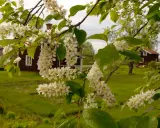 Blommande buskar zon 5 med vita klasar mot röda hus och grönskande äng.