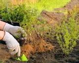 Händer i trädgårdshandskar planterar ligusterplantor med synliga rötter i nygrävd jord.