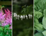Rosa astilbe, vita löjtnantshjärtan och gröna ormbunkar – vackra blommor som trivs i skugga utomhus.