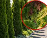 En rad gröna thuja-träd med en närbild som visar en gren med gulnande barr, kanske ett tecken på thuja rotsystemets hälsa.