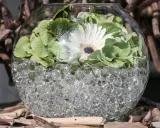En glasvas fylld med vattenbollar till blommor, med en vit gerbera och gröna blad.