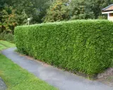 En tät, grön häck av thuja kantas av en gångväg. Frågan om hur många thuja per meter är relevant för att uppnå denna täthet.