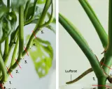 Här visas hur man beskär en Monstera. Röda linjer markerar var man ska klippa, och man kan se var luftrötter finns. Om det finns bruna blad, ska man klippa bort dem.