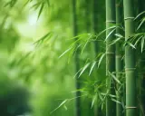 Grön bambu växer frodigt, en vacker syn som visar att det går att odla bambu i Sverige.