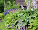 Grönskande funkior och lila blommor ger plantering inspiration i en lummig trädgård.