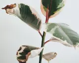 En ficus med variegerade blad där bladen blir gula och bruna i kanterna.