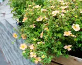 Buske med ljusrosa blommor, perfekta perenner som tål torka och blommar rikligt.