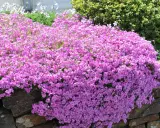 En matta av rosa blommor breder ut sig över en stenmur. Trots den torra marken blomstrar den vackert.