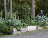 En man arbetar i en frodig rabatt i skugga, omgiven av träd och grönsaker.