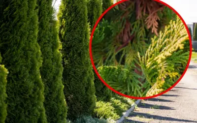En rad gröna thuja-träd med en närbild som visar en gren med gulnande barr, kanske ett tecken på thuja rotsystemets hälsa.