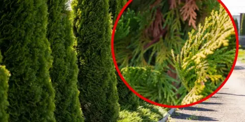 En rad gröna thuja-träd med en närbild som visar en gren med gulnande barr, kanske ett tecken på thuja rotsystemets hälsa.