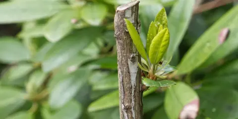 Ny tillväxt spirar från en klippt rhododendron.