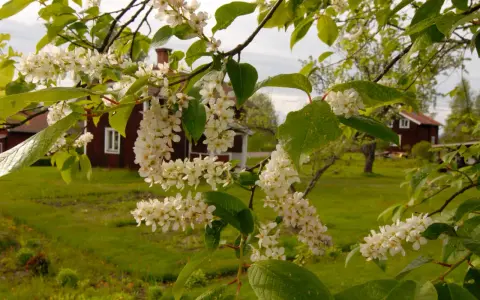 Blommande grenar med vita klasar framför röda hus och gröna fält. Stora buskar i bakgrunden.