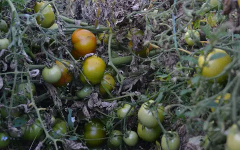 Tomater i olika stadier av mognad hänger tätt på grenarna. Det är svårt att avgöra hur långt avstånd mellan potatis och tomater, då inga potatisar syns.