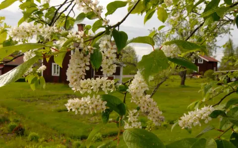 Blommande buskar zon 5 med vita klasar mot röda hus och grönskande äng.