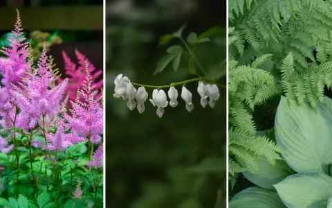 Rosa astilbe, vita löjtnantshjärtan och gröna ormbunkar – vackra blommor som trivs i skugga utomhus.