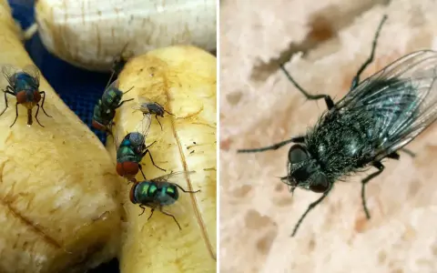 Närbild på gröna och blå flugor som sitter på banan och bröd utomhus.