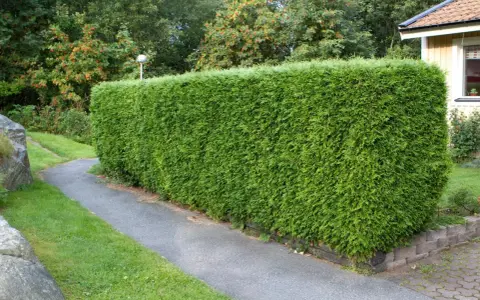 En tät, grön häck av thuja kantas av en gångväg. Frågan om hur många thuja per meter är relevant för att uppnå denna täthet.