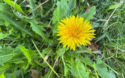 En ensam, lysande gul maskros blommar bland gröna blad och gräs. Dags att ta bort maskrosor för att få en finare gräsmatta.
