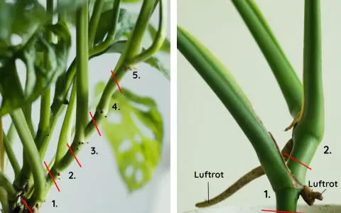 Här visas hur man beskär en Monstera. Röda linjer markerar var man ska klippa, och man kan se var luftrötter finns. Om det finns bruna blad, ska man klippa bort dem.