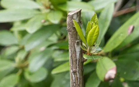 Ny tillväxt spirar från en klippt rhododendron.