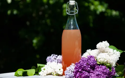 En flaska med rosa dryck omgiven av lila och vita syrenblommor. En påminnelse om att torka syrenblommor för att bevara doften.