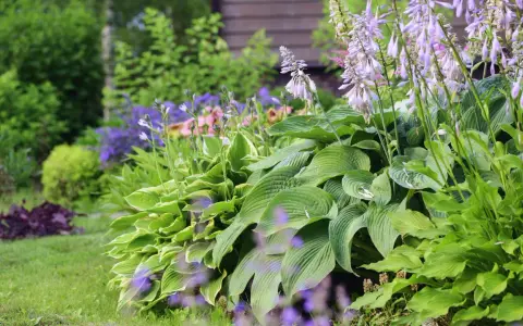 Grönskande funkior och lila blommor ger plantering inspiration i en lummig trädgård.
