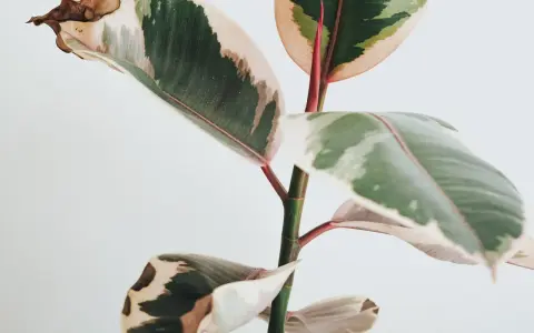 En ficus med variegerade blad där bladen blir gula och bruna i kanterna.