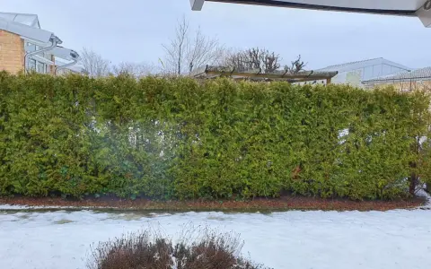 Tät thujahäck med gröna och enstaka bruna grenar ramar in trädgården. Snö ligger på marken.