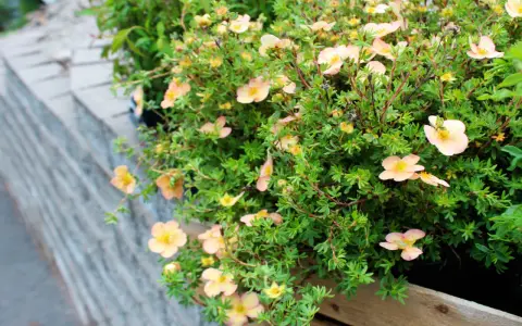 Buske med ljusrosa blommor, perfekta perenner som tål torka och blommar rikligt.