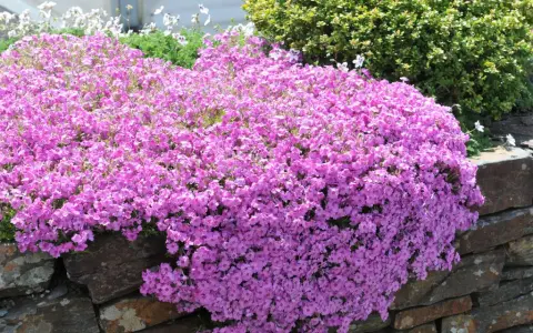 En matta av rosa blommor breder ut sig över en stenmur. Trots den torra marken blomstrar den vackert.