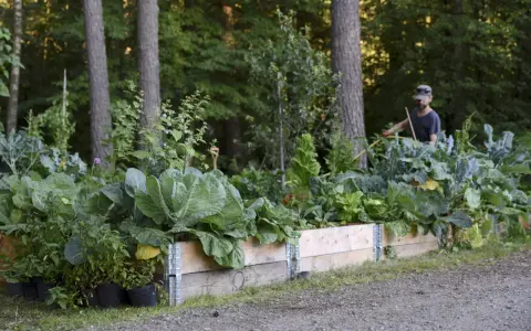 En man arbetar i en frodig rabatt i skugga, omgiven av träd och grönsaker.