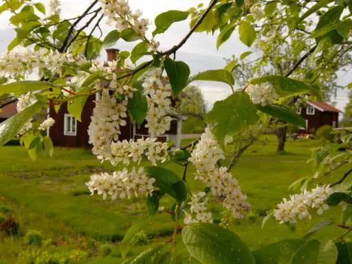 Blommande buskar zon 5 med vita klasar mot röda hus och grönskande äng.